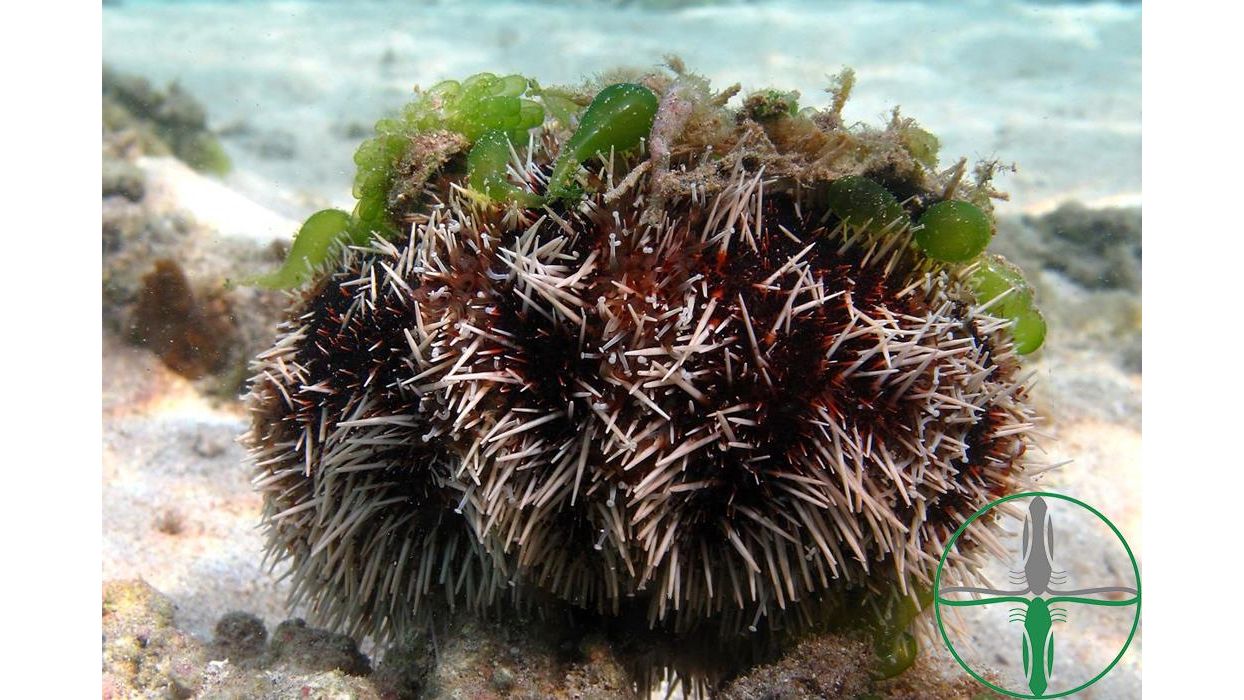 Tripneustes Gratilla - Weißspitzen Pfaffenhut Seeigel