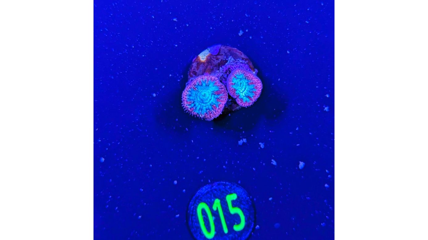 Blastomussa wellsi - Hirnkoralle Rot/Grün Ultra PlanktonPlus Nachzucht 0015