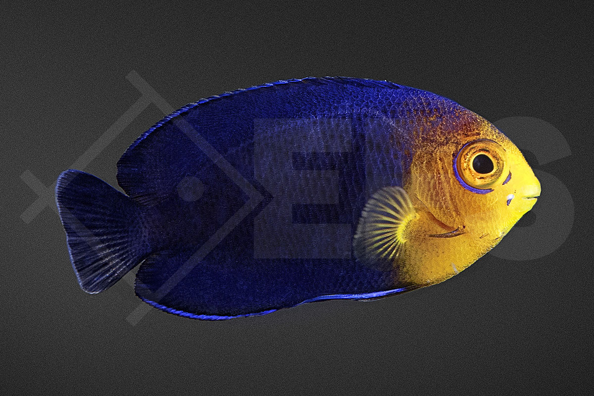 Centropyge argi - Blauer Zwergkaiserfisch