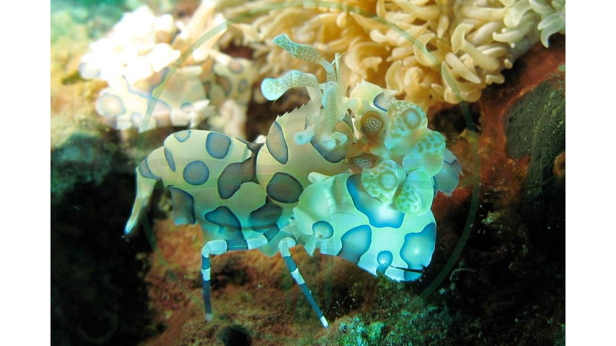 Hymenocera elegans/picta - Harlekingarnele