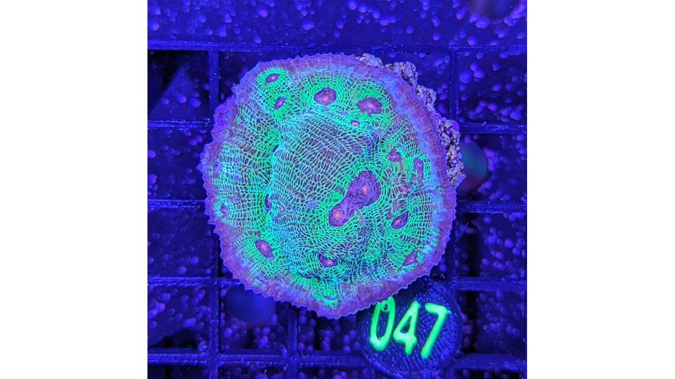 Echinophyllia sp. - Kelchkoralle Avatar Deutsche Nachzucht 0047