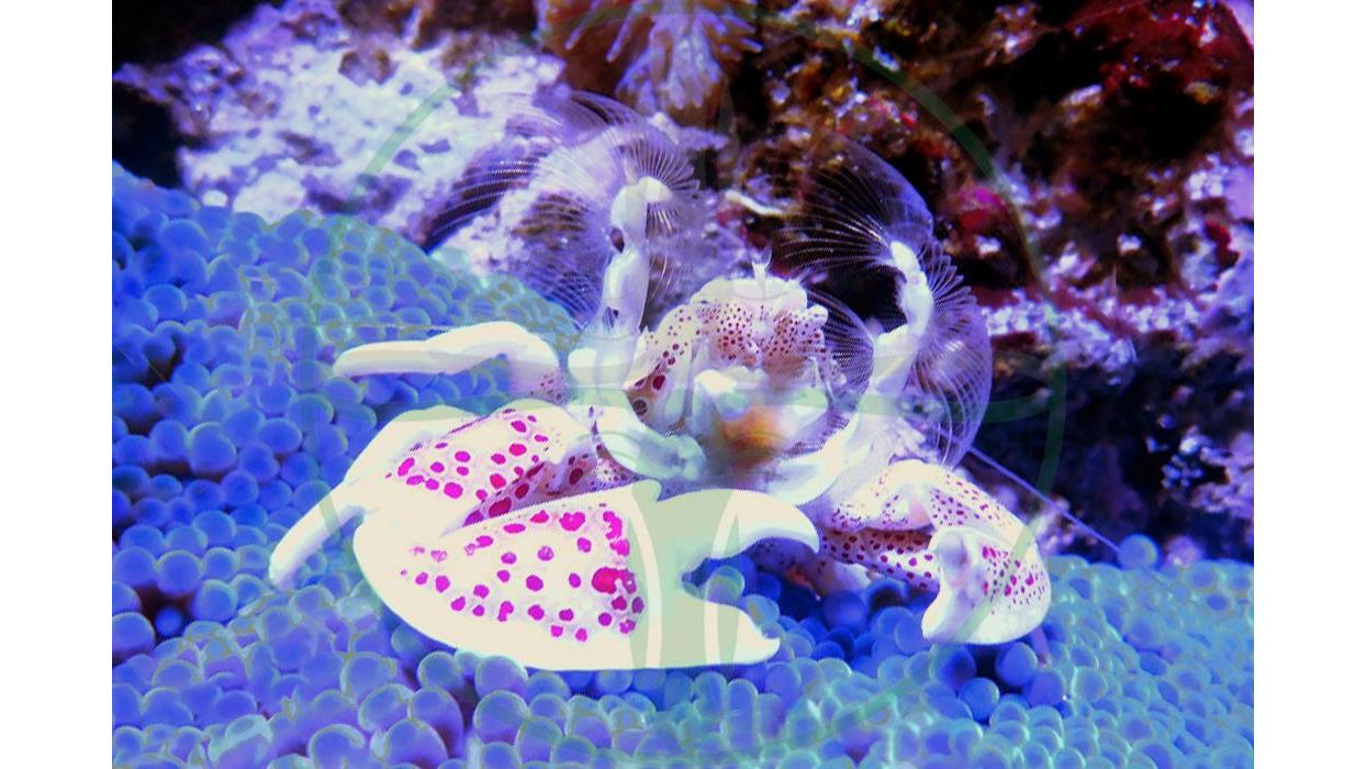 Neopetrolisthes oshimai / maculatus - Fleckentupfen Porzellankrebs