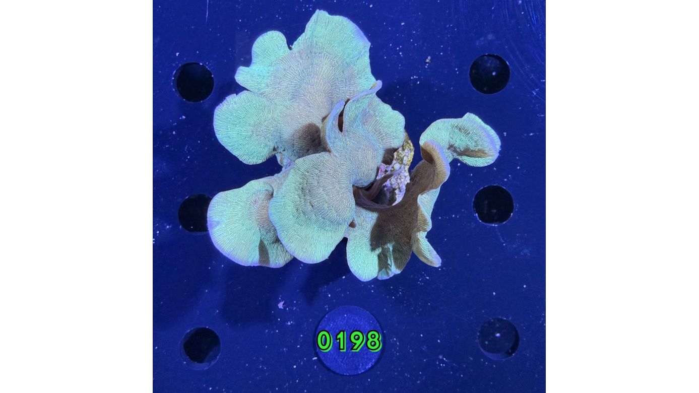 Pavona cactus - Großpolypige Steinkoralle "Grün" Deutsche Nachzucht 0198