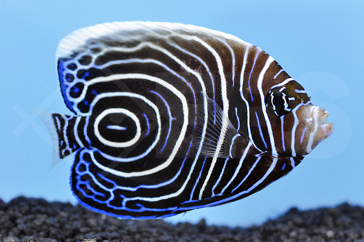 Pomacanthus imperator - Imperator Kaiserfisch Juvenil