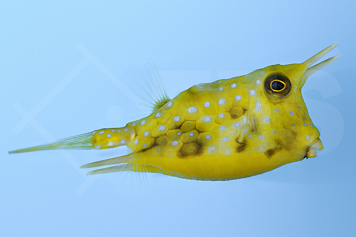 Lactoria cornuta - Gehörnter Kuhkofferfisch
