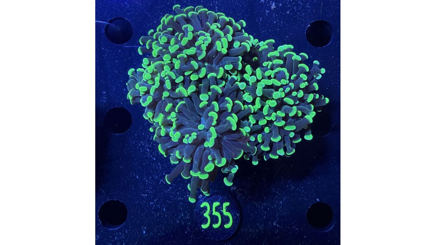 Euphyllia paraancora 3 Kopf "grün" - Deutsche Nachzucht 0355