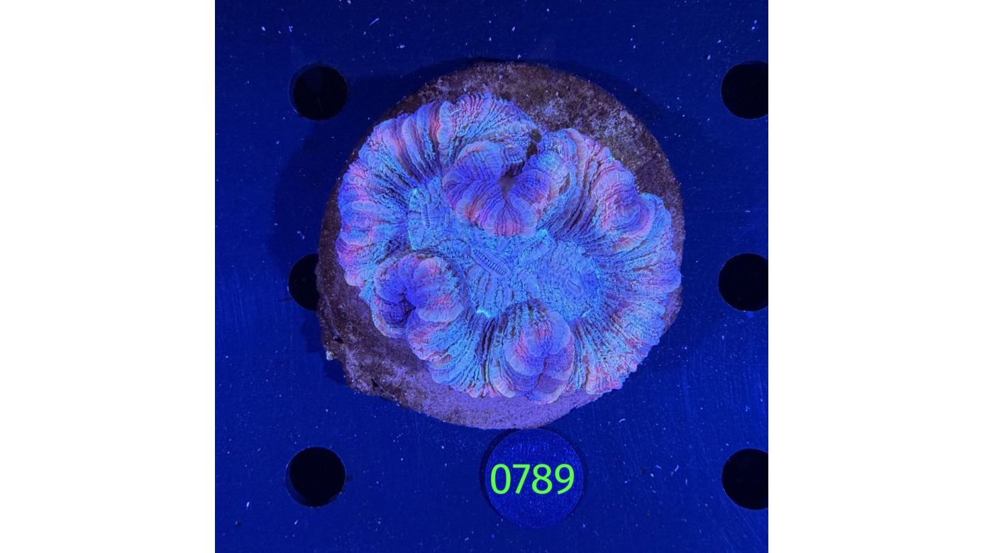 Trachyphyllia geoffroyi WYSIWYG 0789