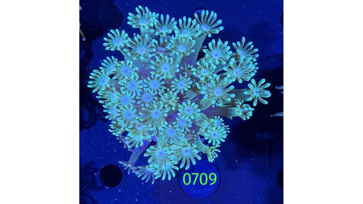 Alveopora sp. WYSIWYG 0709