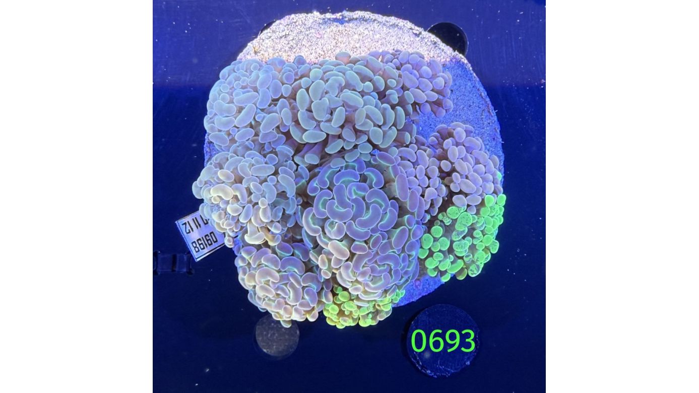 Euphyllia paraancora Kolonie WYSIWYG 0693