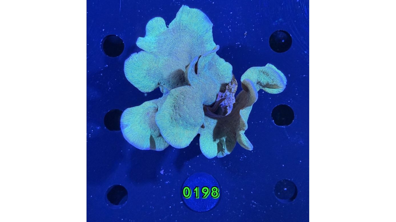 Pavona cactus - Großpolypige Steinkoralle "Grün" Deutsche Nachzucht 0198