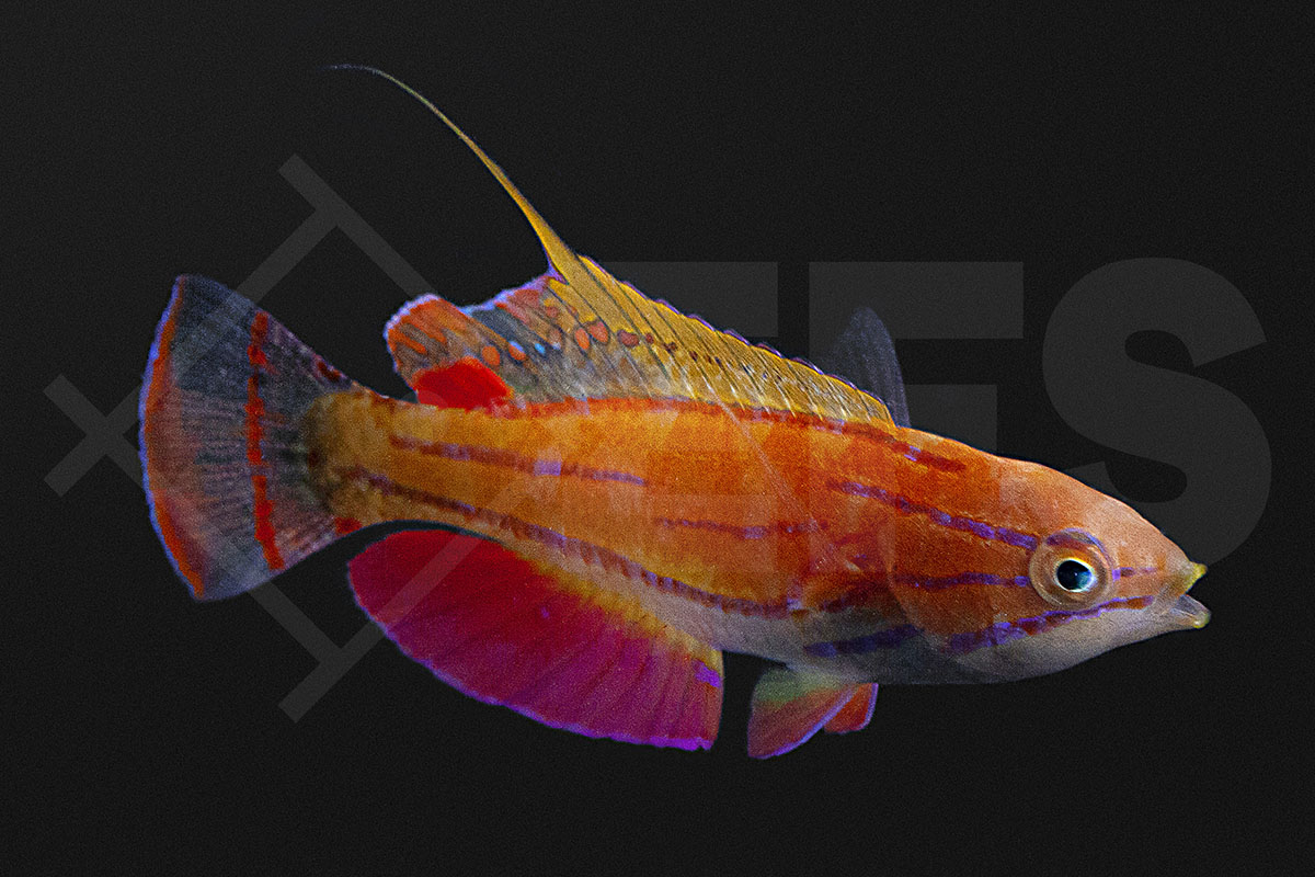 Paracheilinus mccoskeri - McCoskers Zwerglippfisch