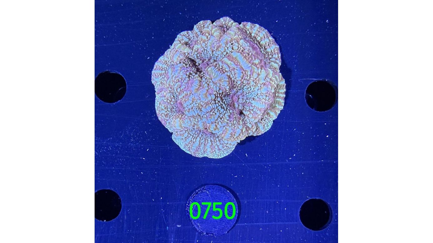 Acanthastrea bowerbanki Aussi WYSIWYG 0750