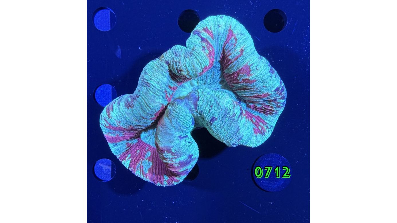 Trachyphyllia geoffroyi WYSIWYG 0712