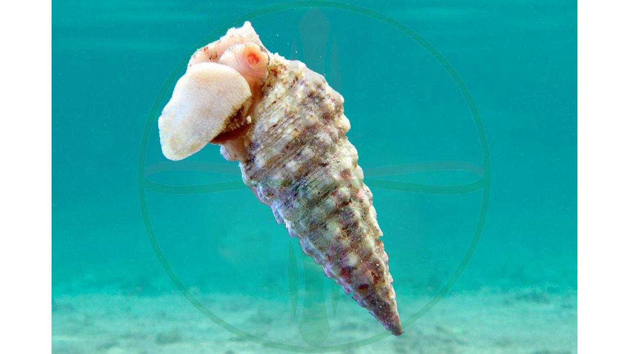 Cerithium caeruleum - Cyanofressende Nadelschnecke