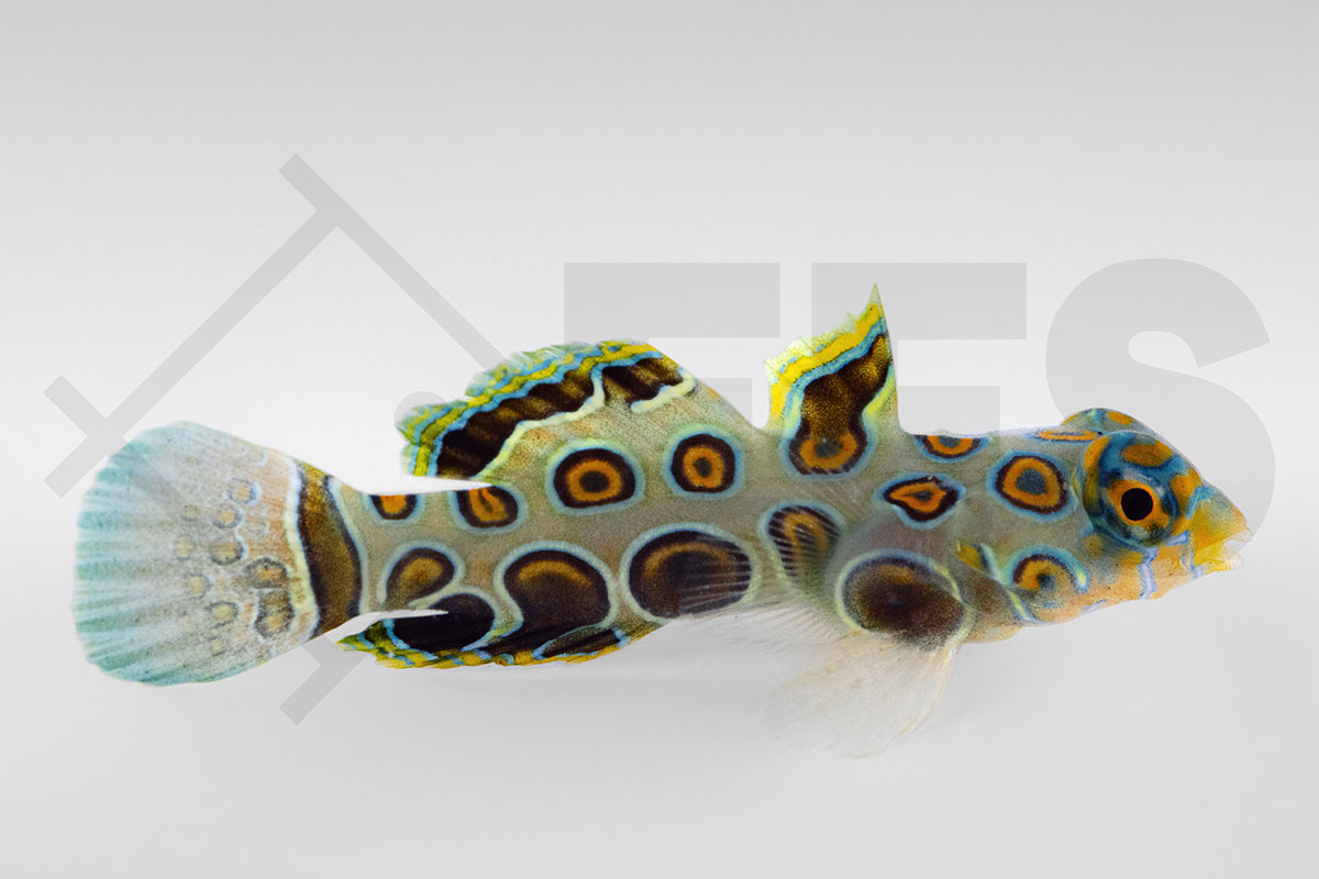 Synchiropus picturatus - LSD Leierfisch