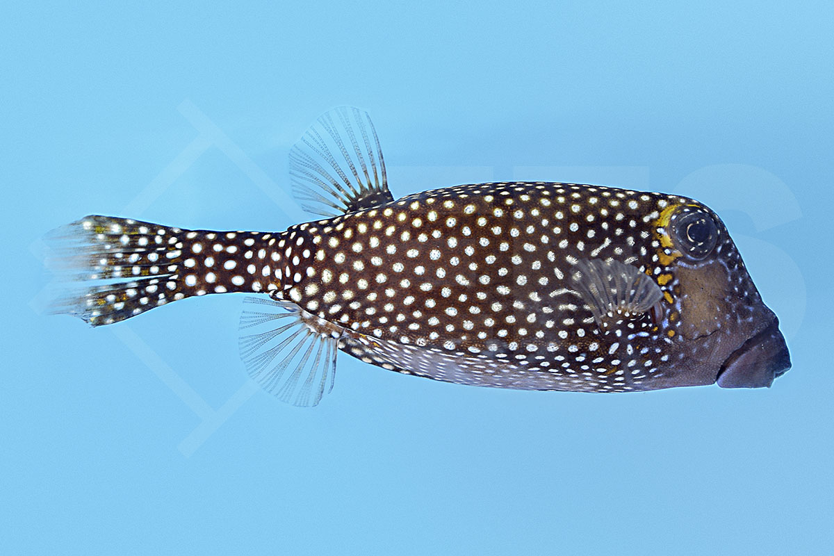 Ostracion meleagris - Weißpunkt Kofferfisch weiblich