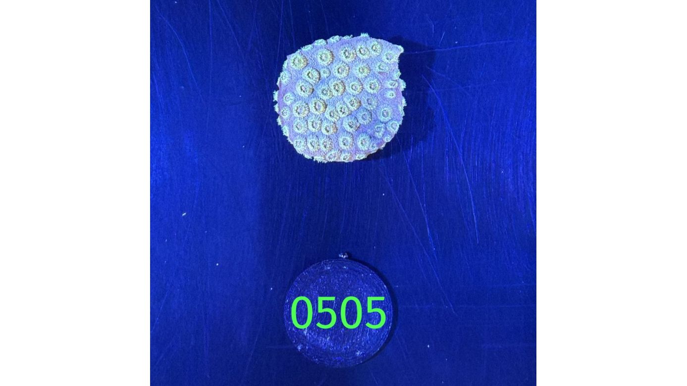 Cyphastrea sp. - Meterorschauer Koralle DNZ 0505