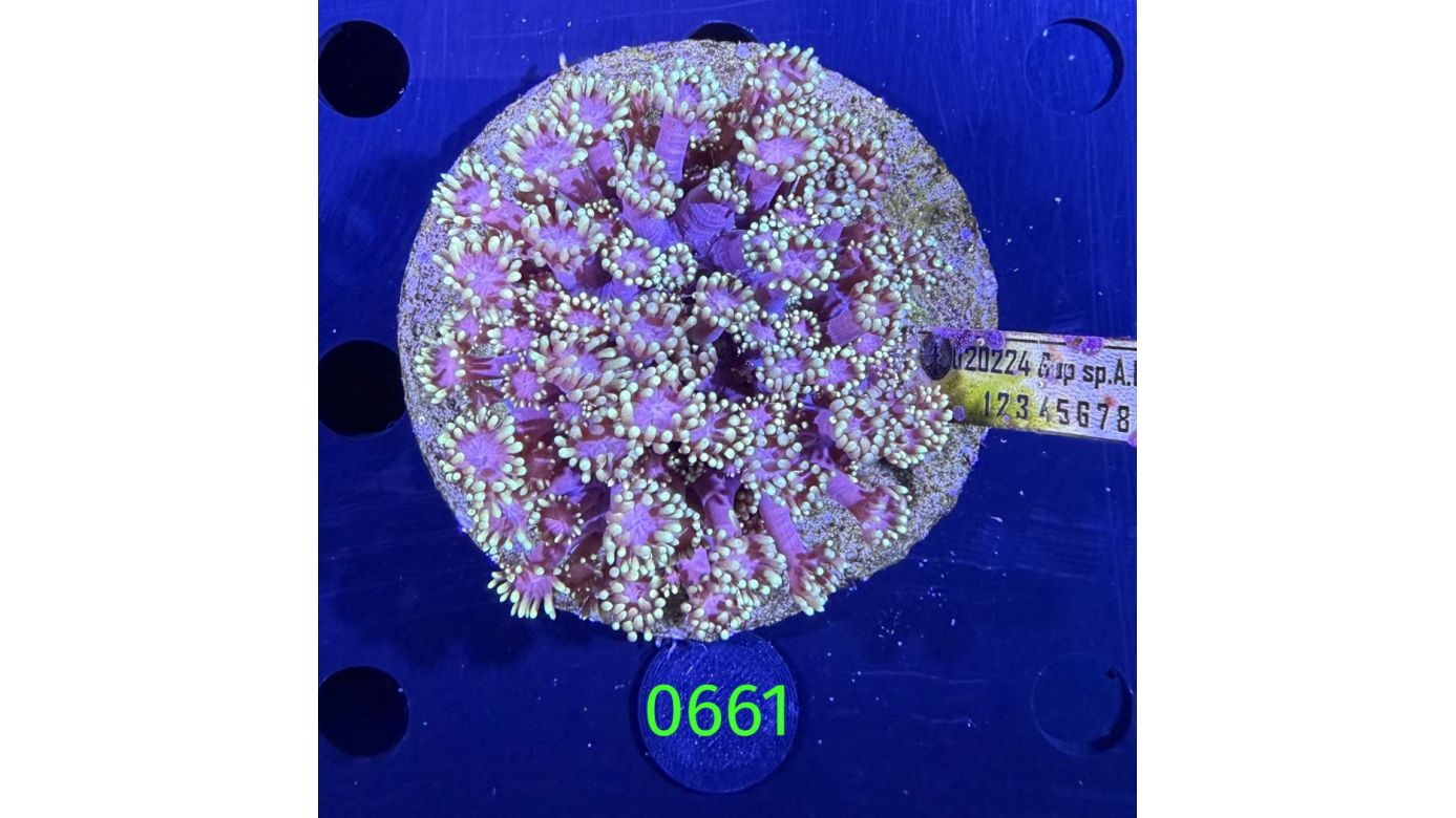 Goniopora sp. WYSIWYG 0661