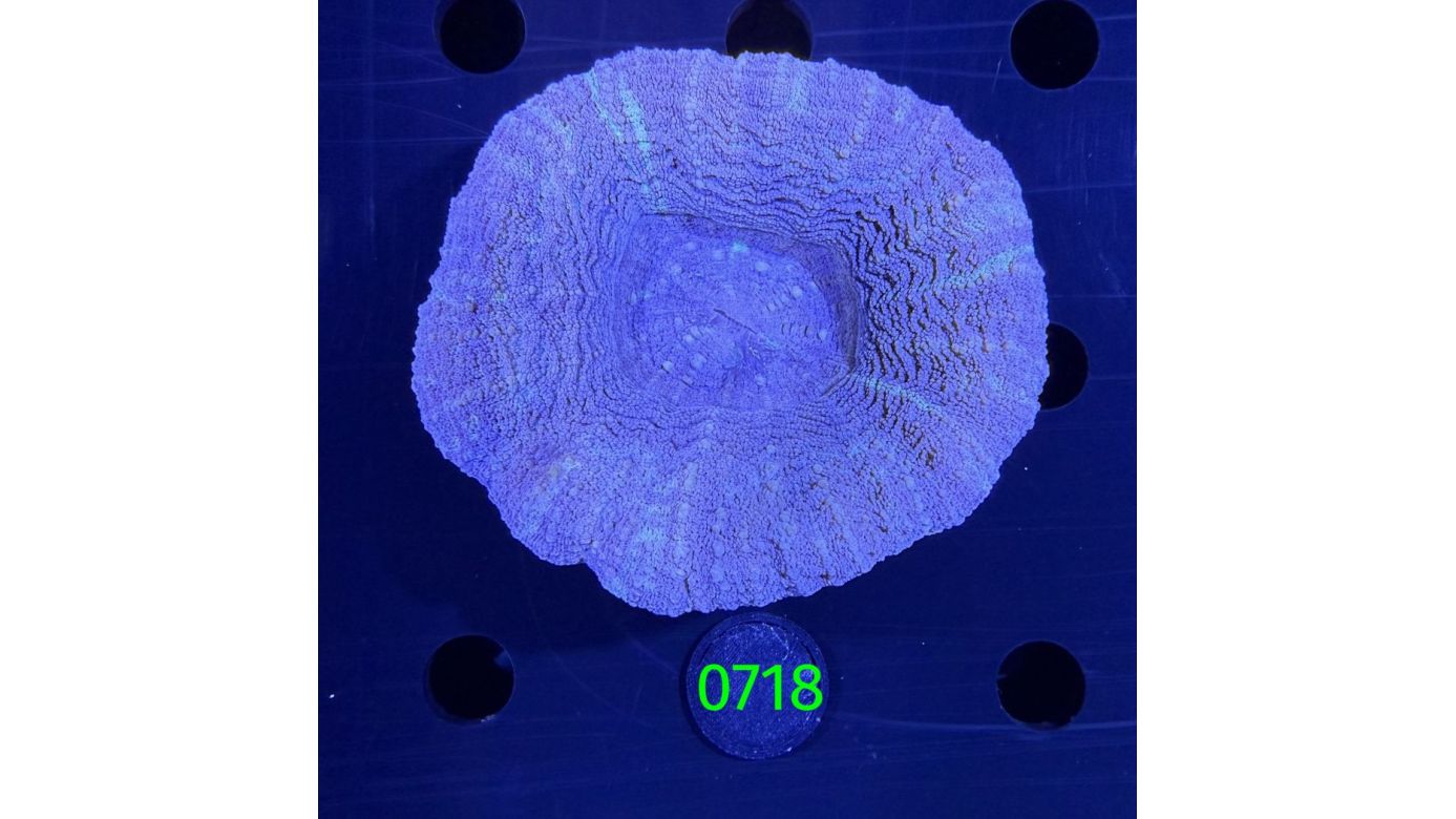 Scolymia australis WYSIWYG 0718