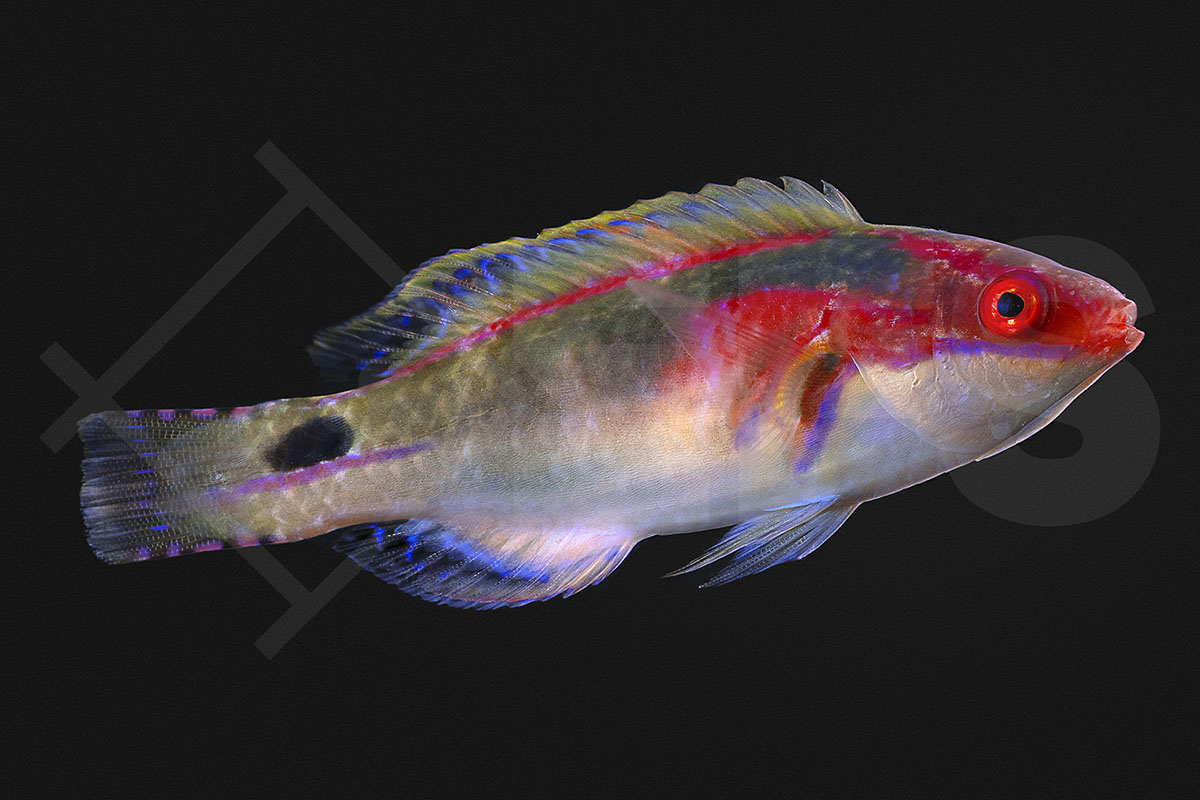 Cirrhilabrus exquisitus - Pracht-Zwerglippfisch