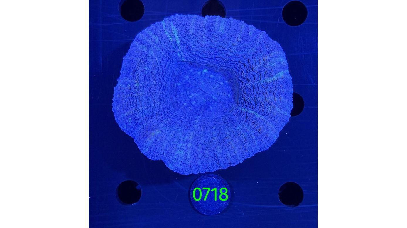 Scolymia australis WYSIWYG 0718