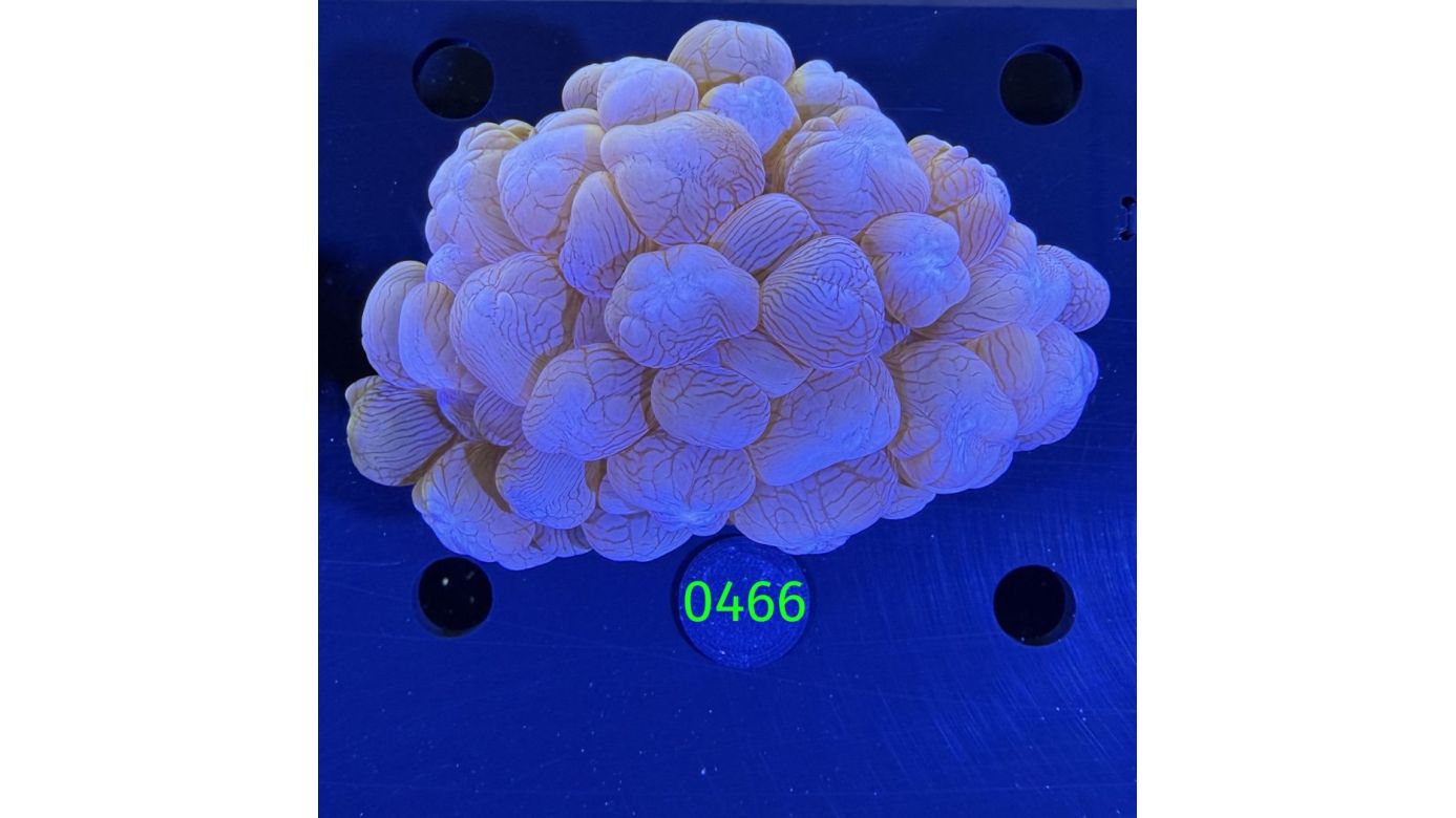 Plerogyra sinuosa - Blasenkoralle lila Aussi 0466