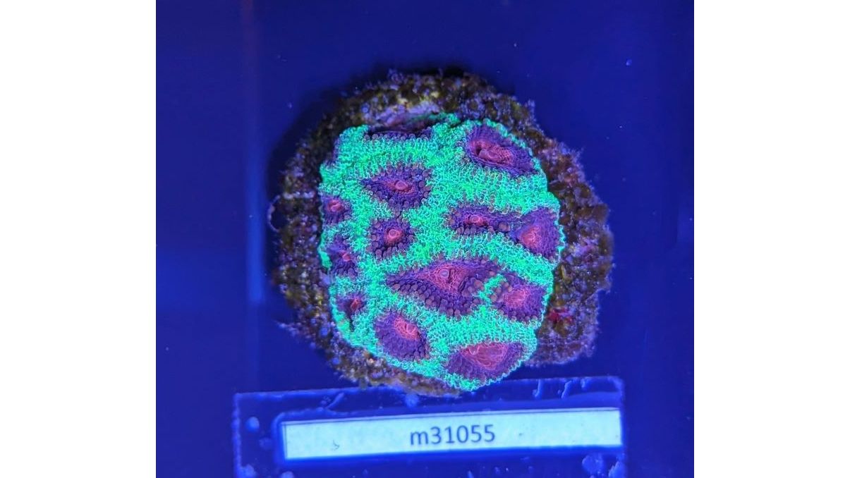 Favia sp. - Hirnkoralle Christmas Deutsche Nachzucht 0026