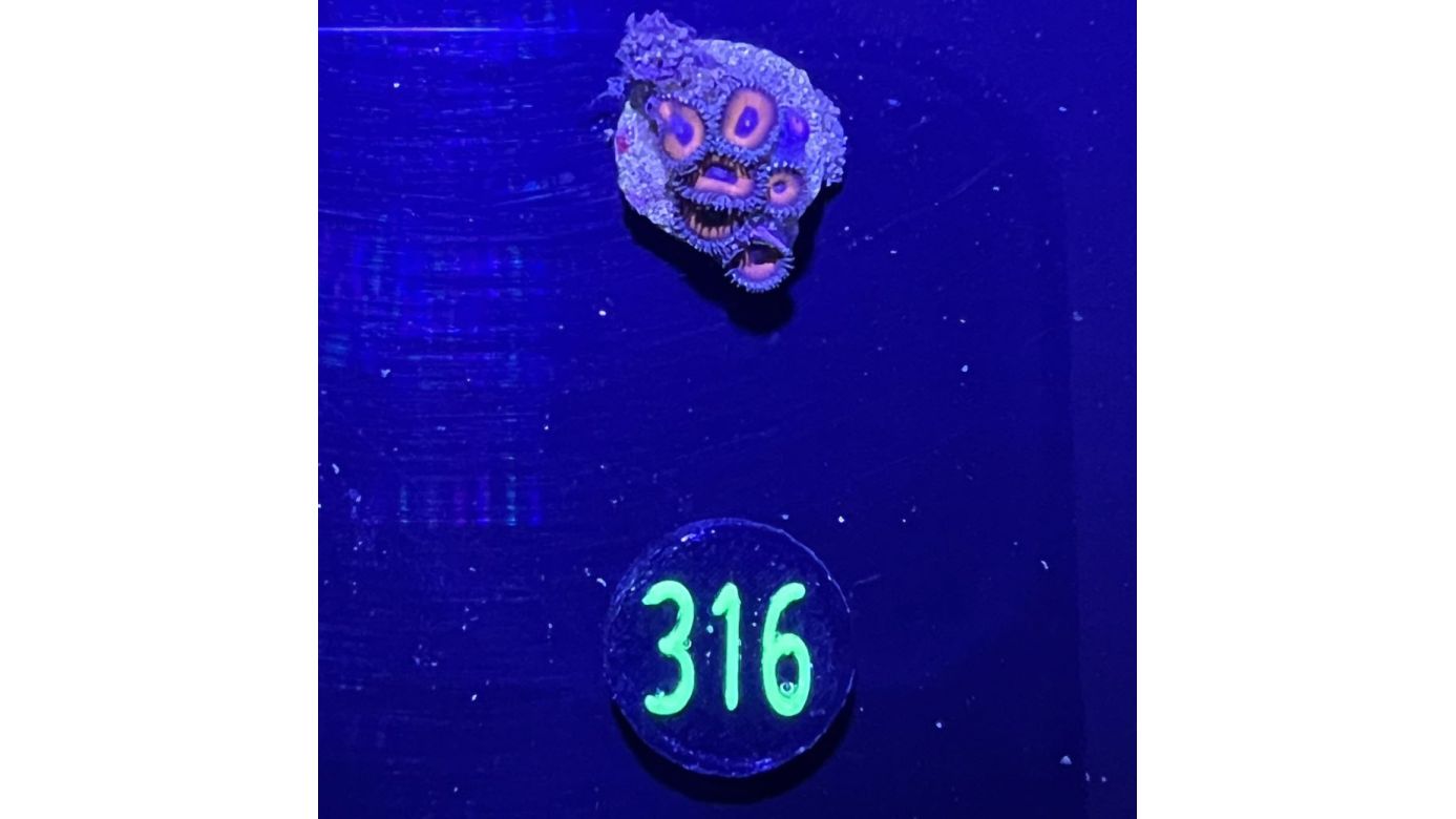 Zoanthus sp. - Krustenanemone Deutsche Nachzucht 0316