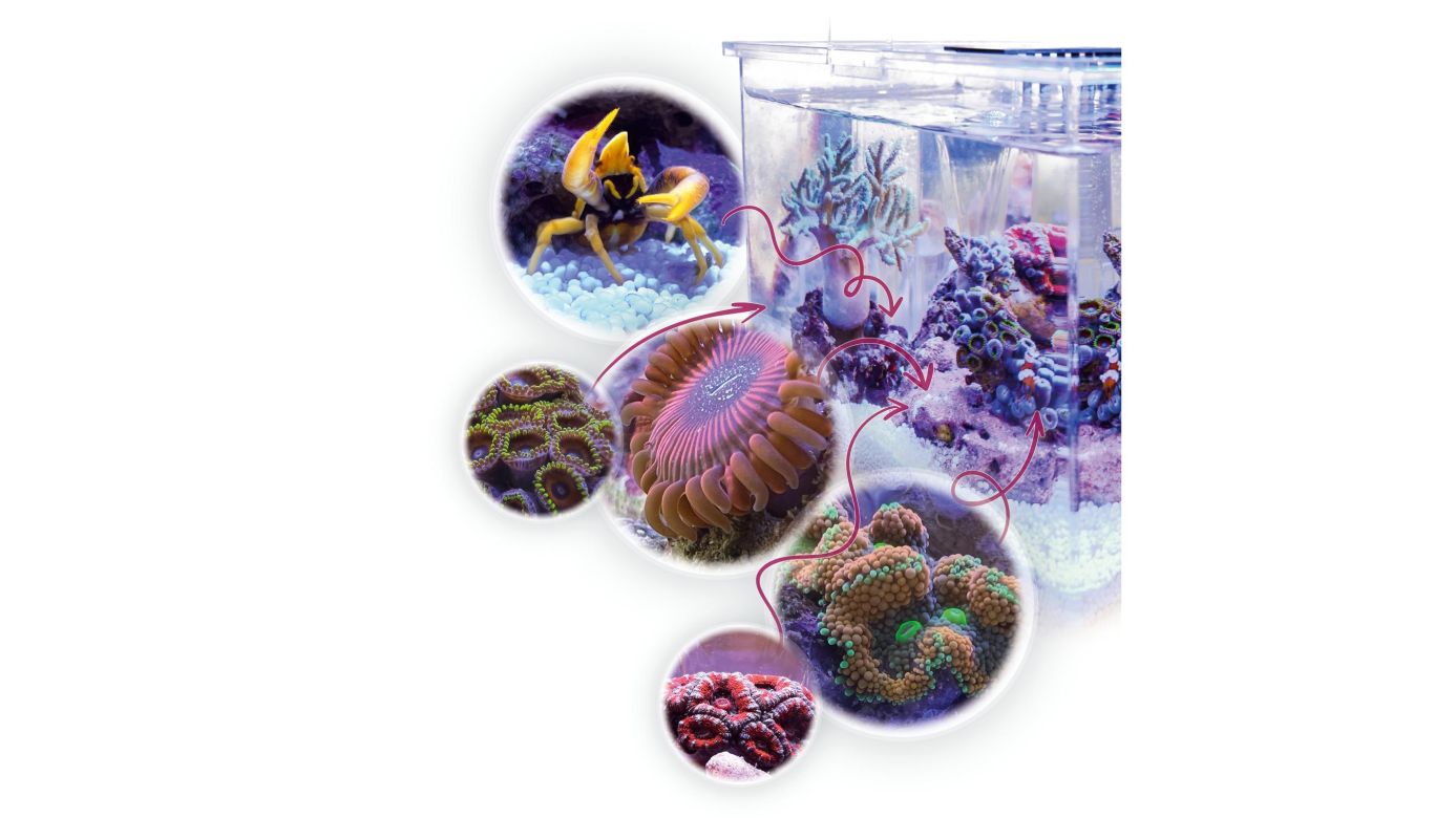 Aqua Medic Armatus XS (26,5x17x15 cm) Microaquarium 4 L