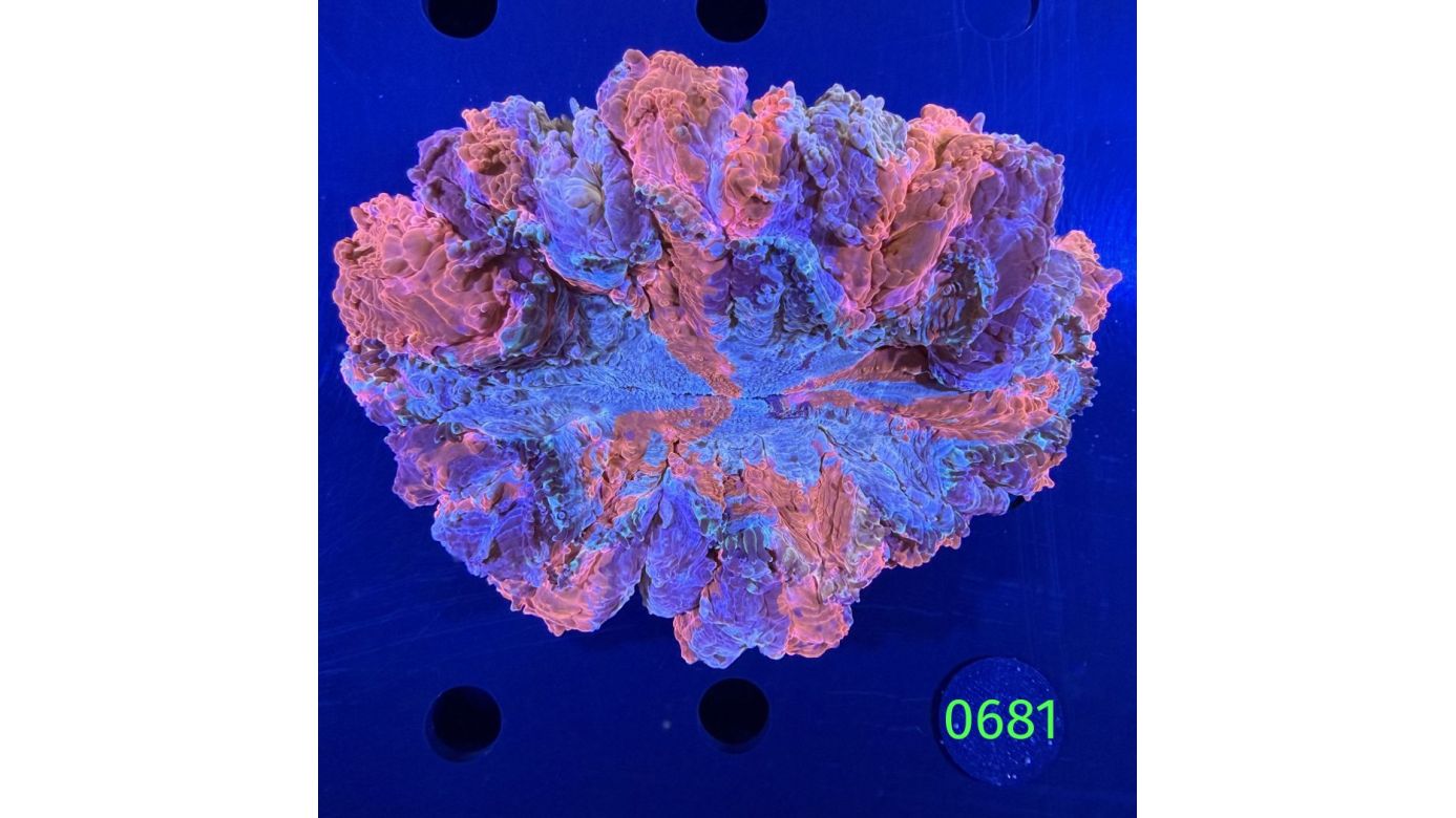 Acanthopyhllia deshayesiana WYSIWYG 0681