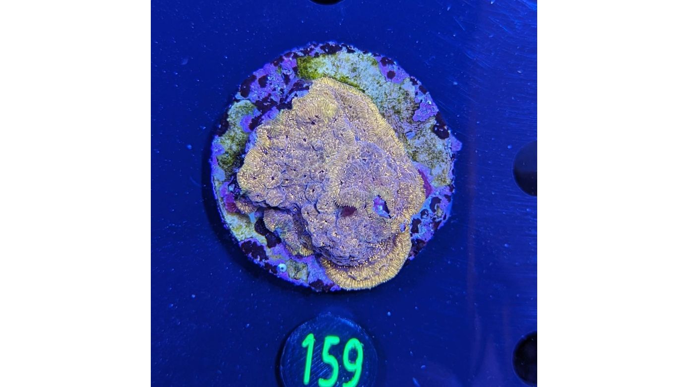 Pavona maldivensis - Großpolypige Steinkoralle Gold/Orange Deutsche Nachzucht 0159