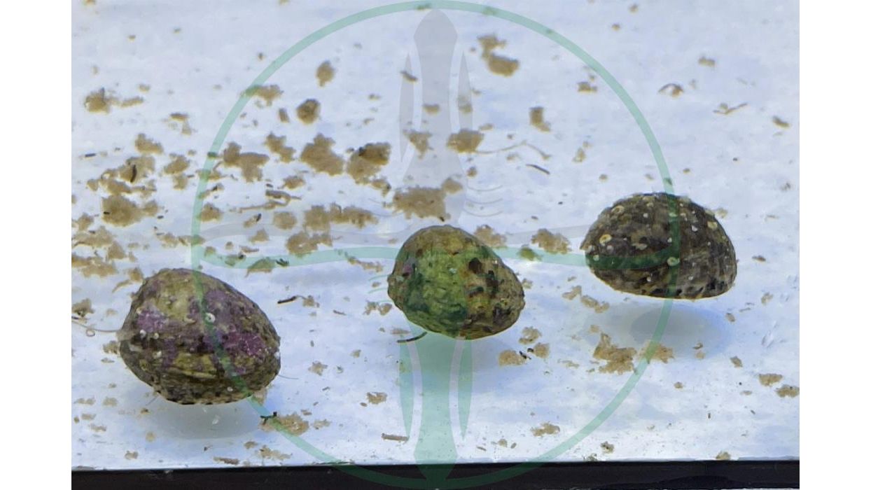 Nerite sp. - Napfschnecke