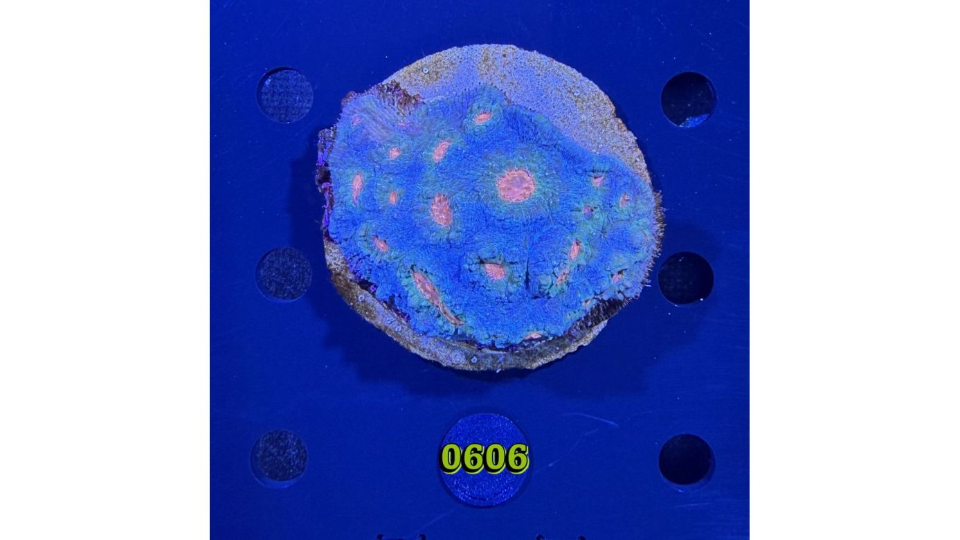 Echinophyllia/Chalice WYSIWYG 0606