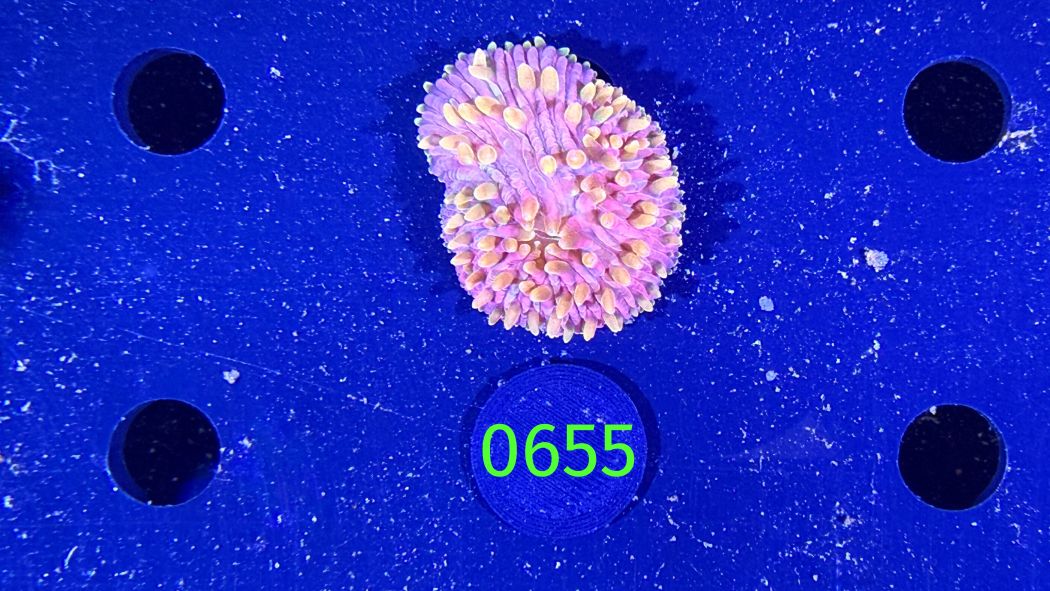 Fungia sp. WYSIWYG 0655