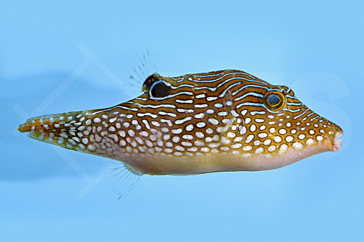 Canthigaster margaritata - Perlen-Kugelfisch