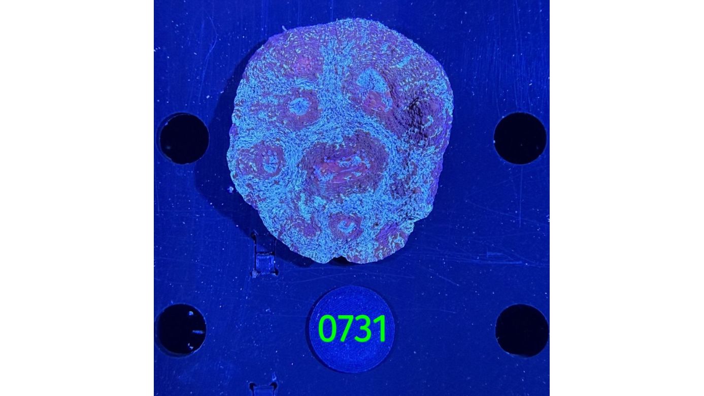 Echinophyllia/Chalice WYSIWYG 0731