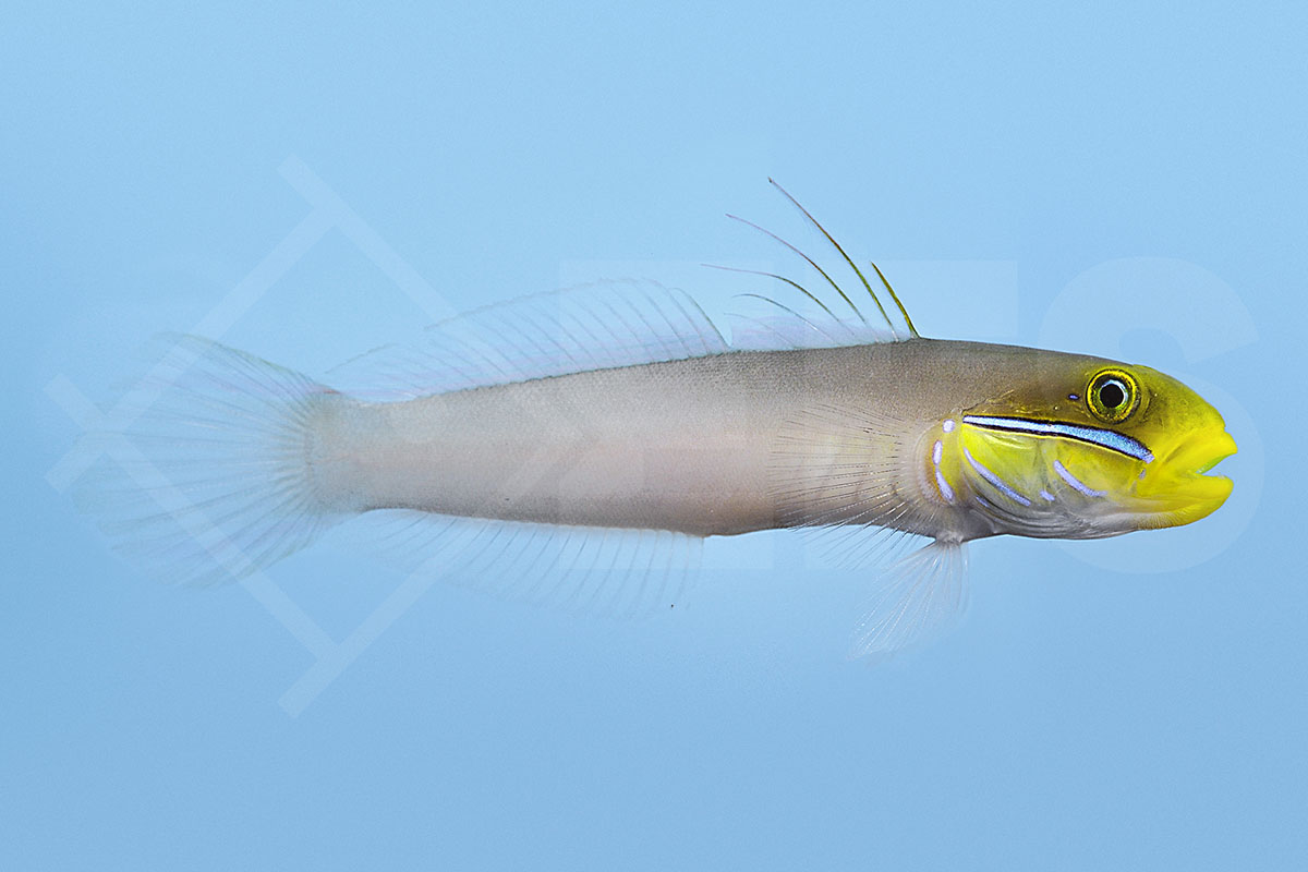 Valenciennea strigata - Goldstirn Schläfergrundel