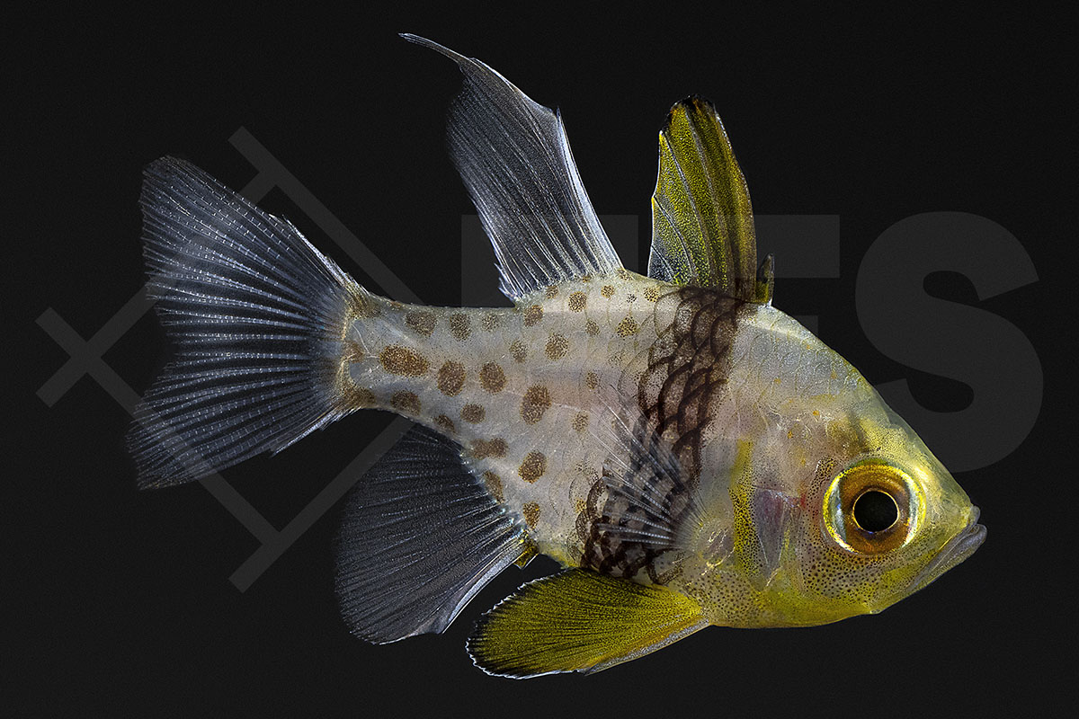 Sphaeramia nematoptera - Pyjama Kardinalbarsch