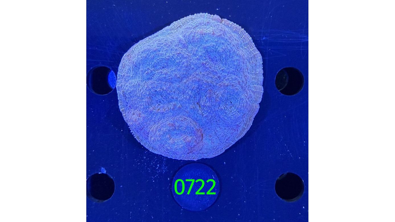 Echinophyllia/Chalice WYSIWYG 0722