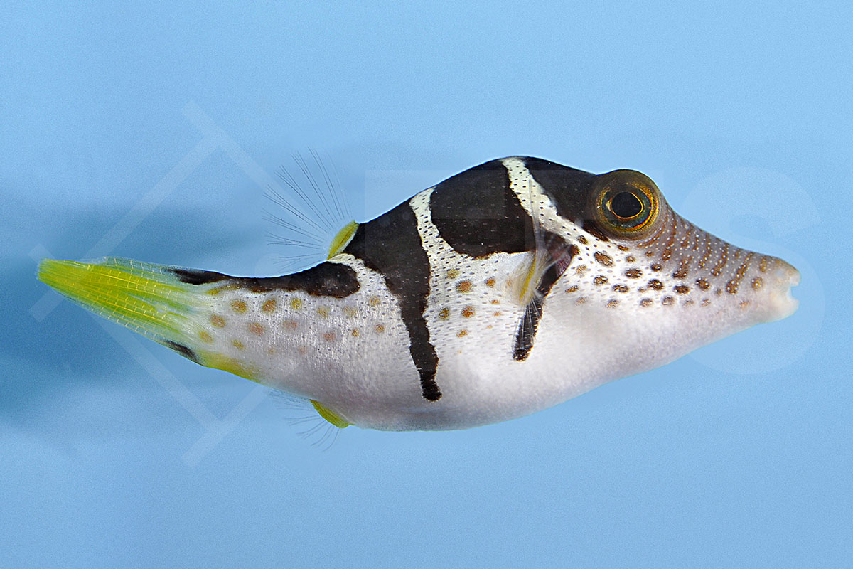 Canthigaster valentini - Sattel-Spitzkopfkugelfisch