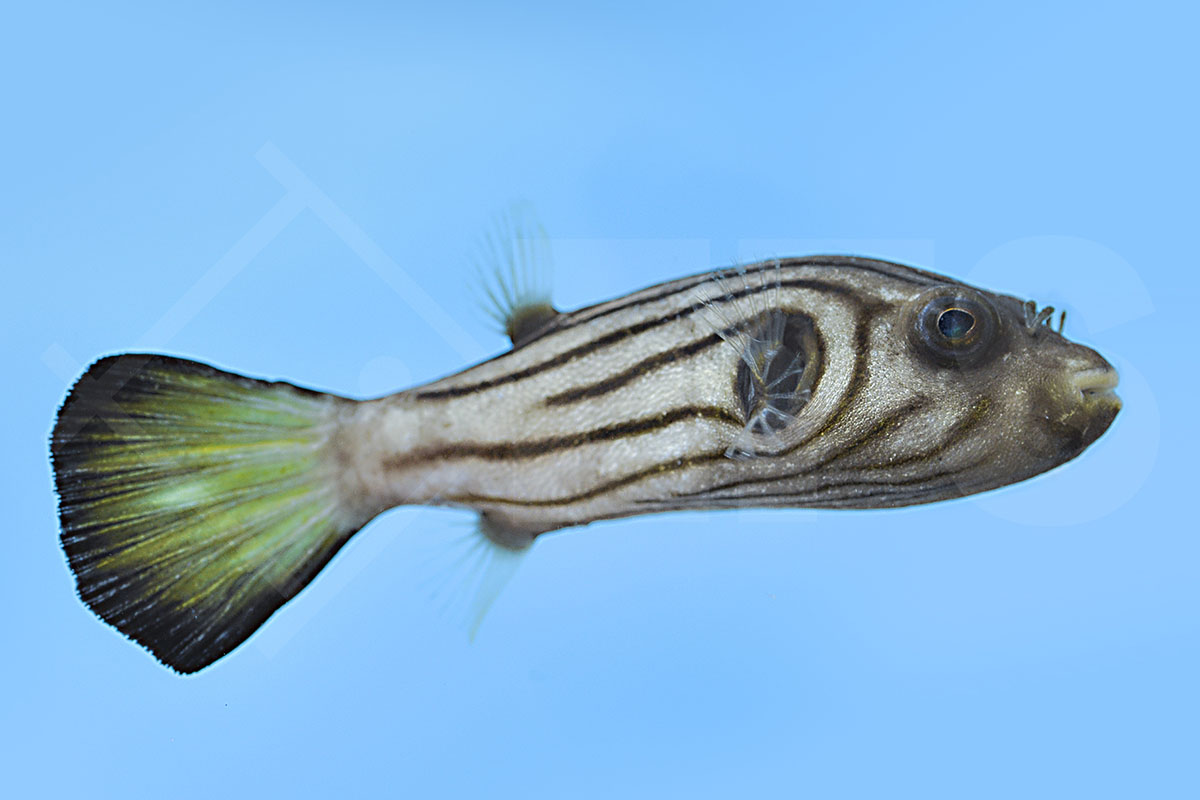 Arothron manilensis - Gestreifter Kugelfisch