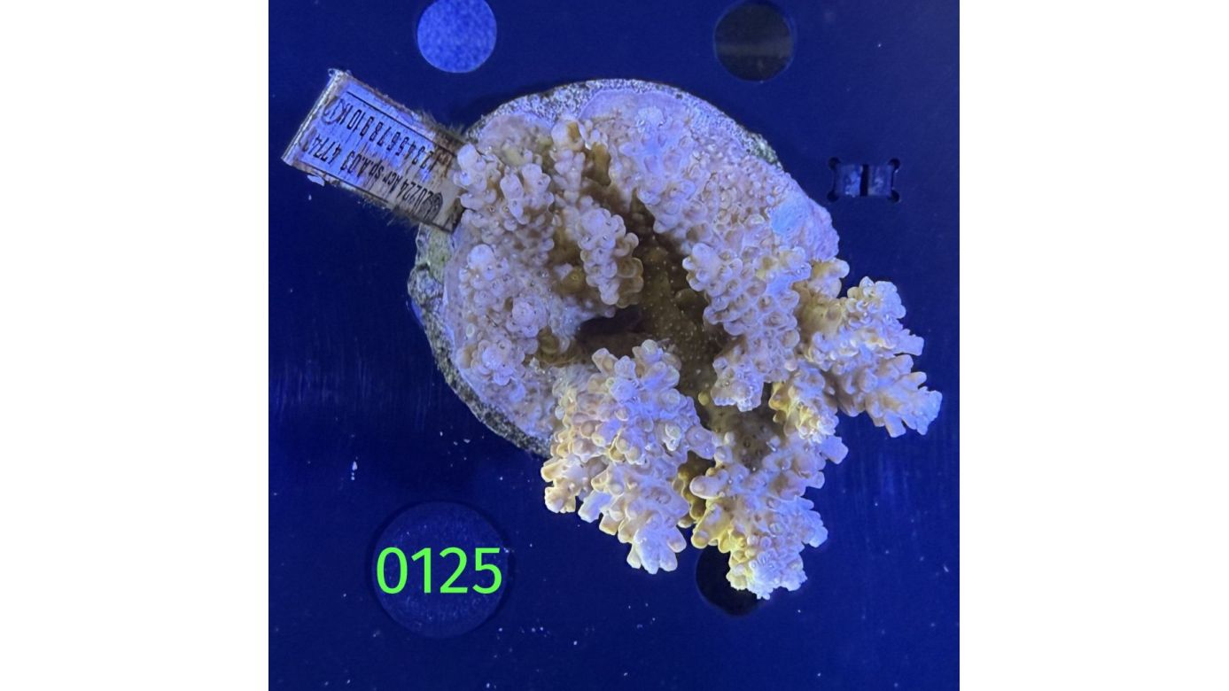 Acropora sp. WYSIWYG 0125