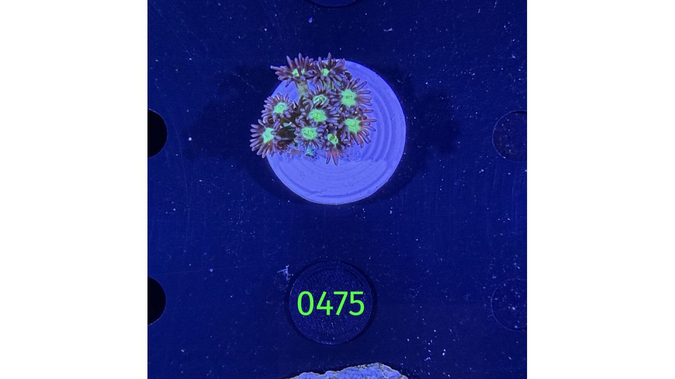 Goniopora sp. - Margeritenkoralle 0477