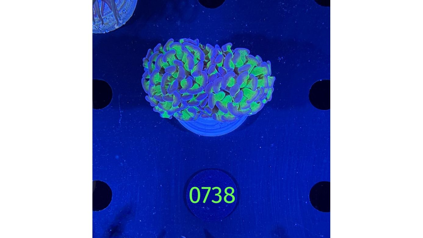 Euphyllia paraancora 0738