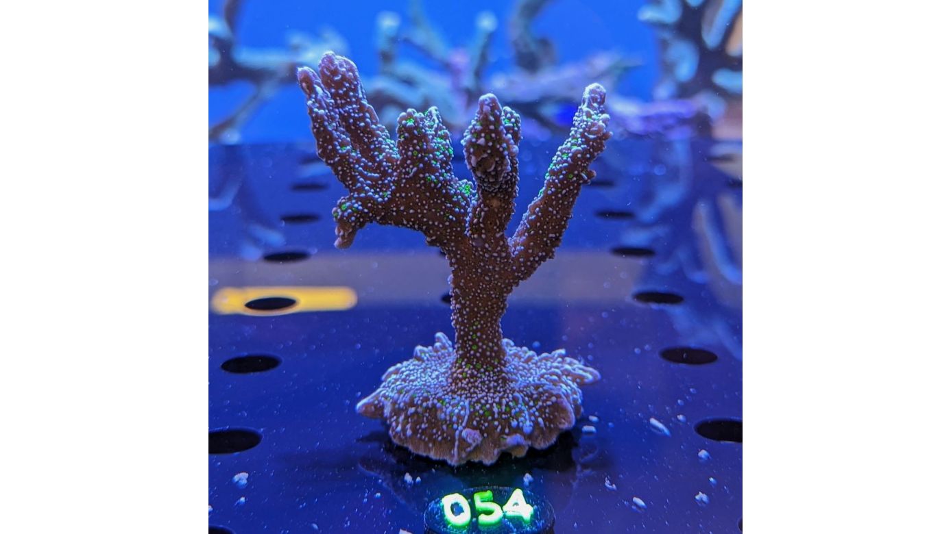 Montipora sp. - Kleinpolypige Steinkoralle Star Wars Deutsche Nachzucht 0054