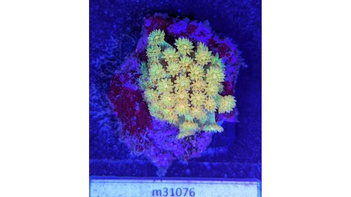 Goniopora sp. - Margeritenkoralle Golden Nugget Deutsche Nachzucht 0006