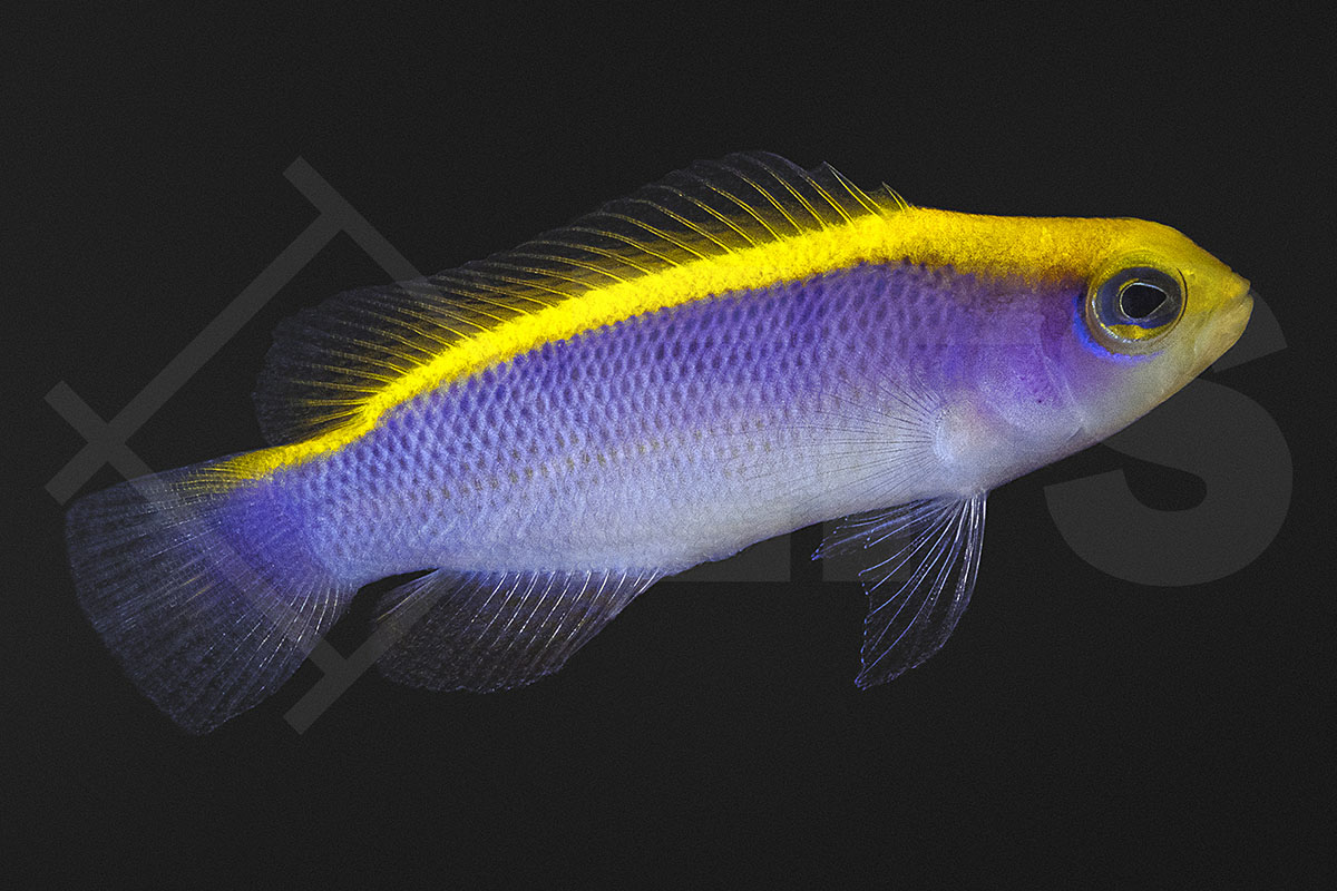 Pseudochromis flavivertex - Gelbrücken-Zwergbarsch