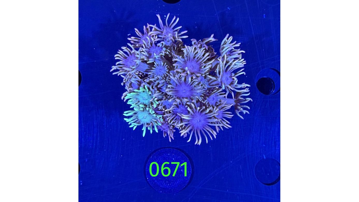Goniopora sp. WYSIWYG 0671