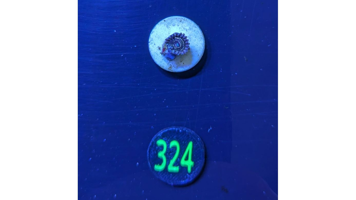 Zoanthus sp. - Krustenanemone "Stratosphere" PlanktonPlus Nachzucht 0324