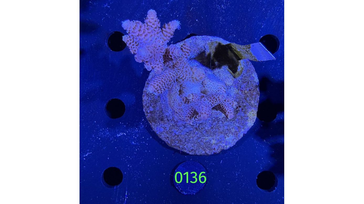 Acropora sp. WYSIWYG 0136